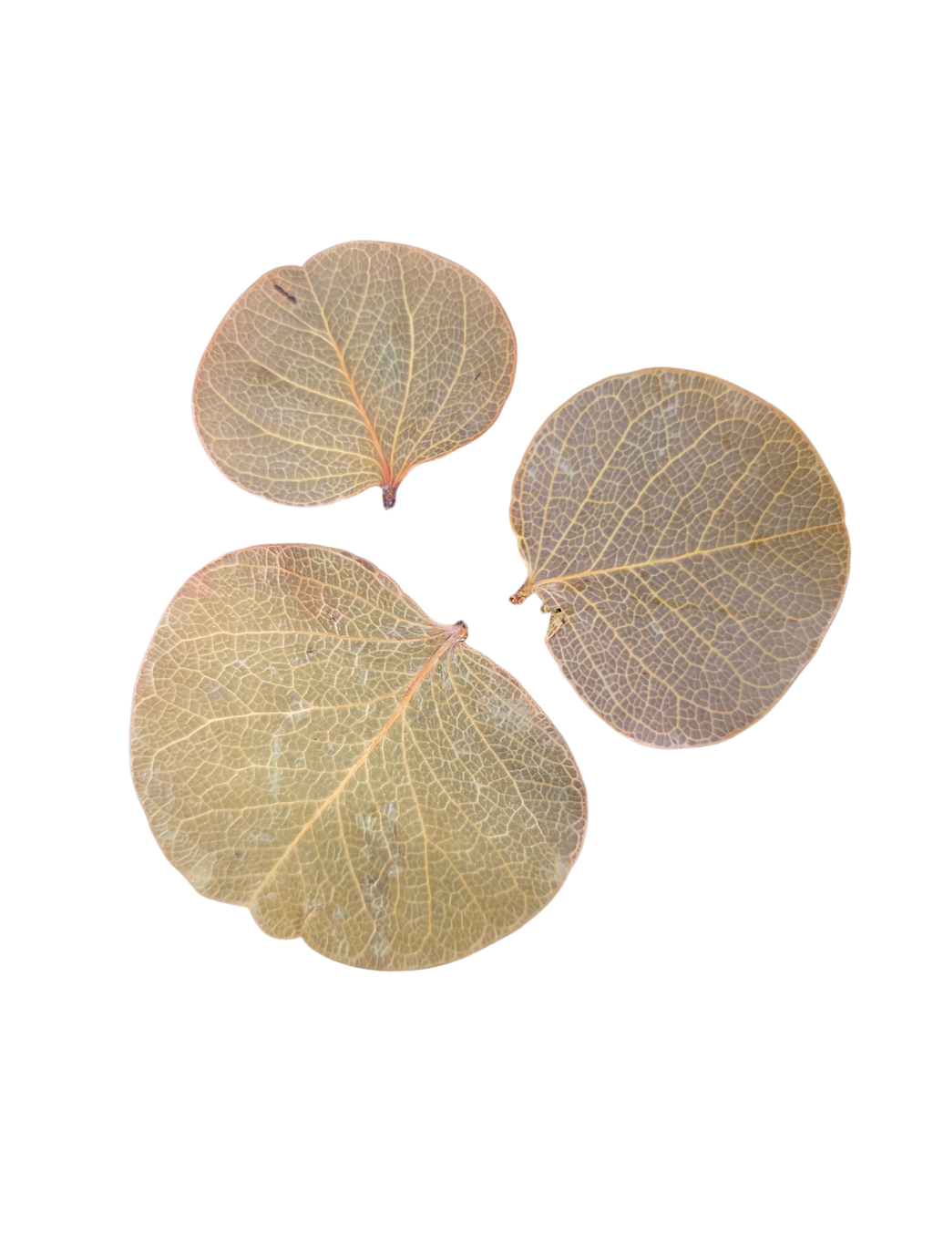 Tropical Leaf Litter - Moneta Leaves