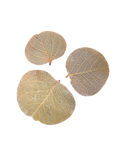 Tropical Leaf Litter - Moneta Leaves
