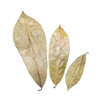 Tropical Leaf Litter - Soursop Leaves