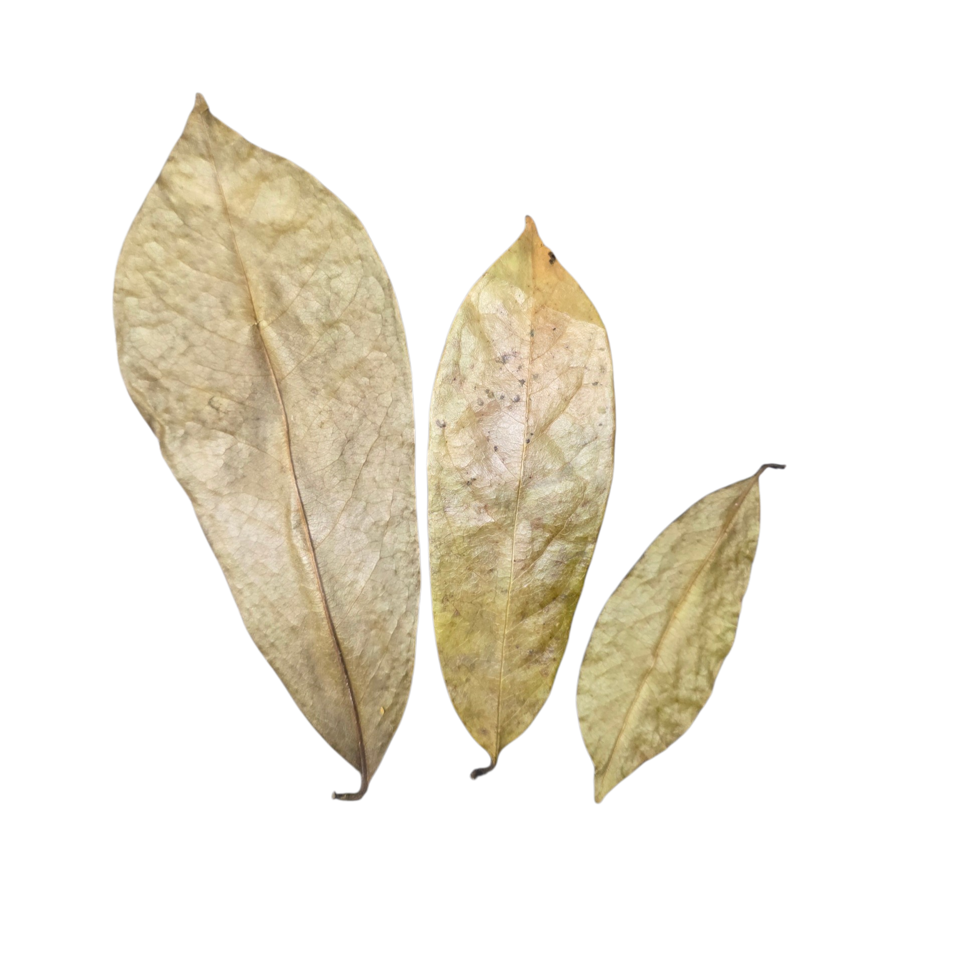 Tropical Leaf Litter - Soursop Leaves