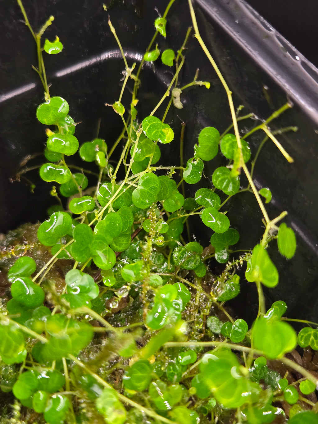 Peperomia emarginella