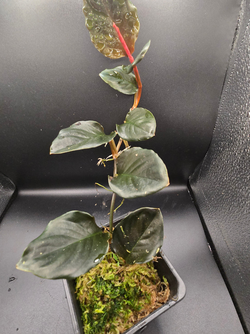 Rhodospatha rojo