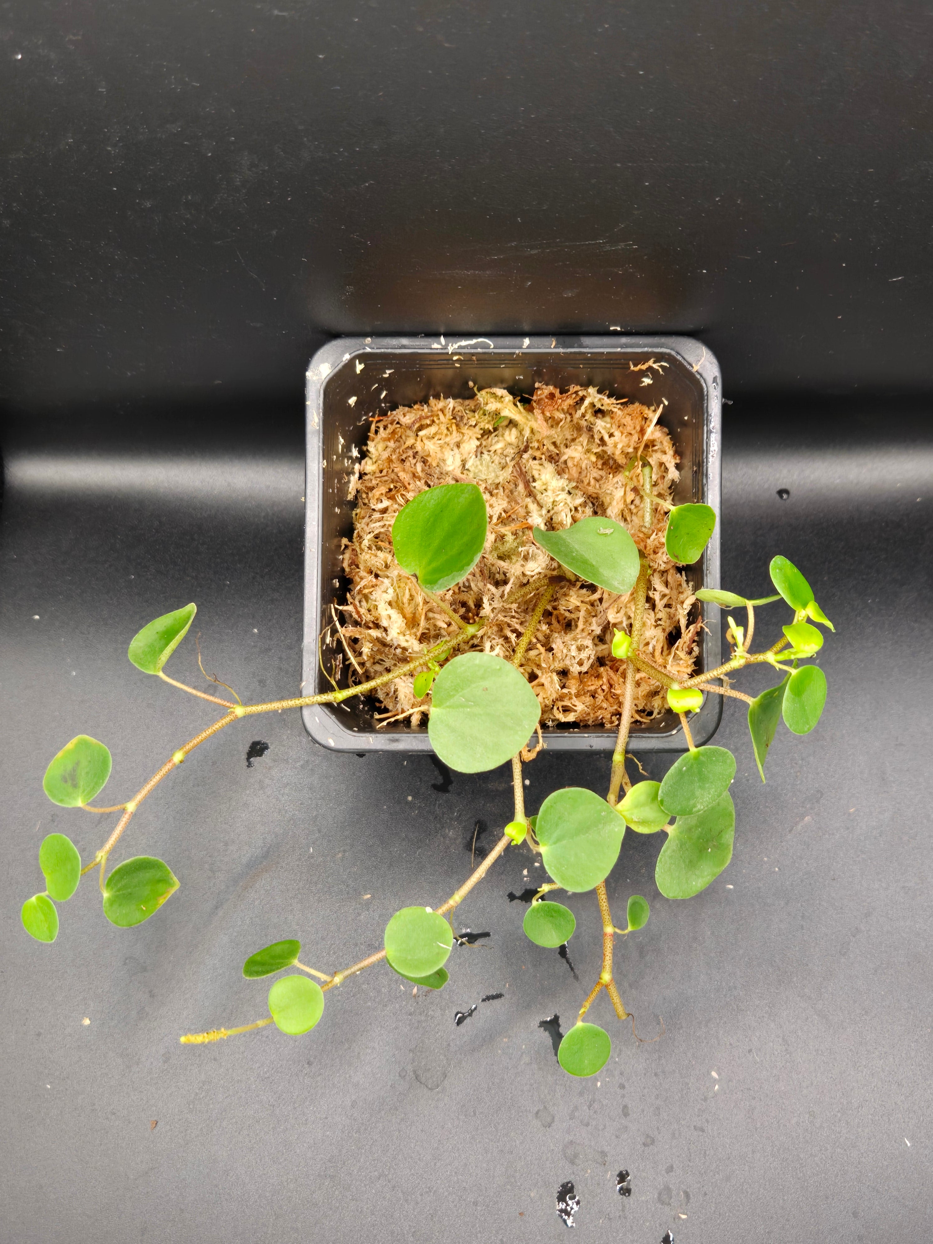 Peperomia sp orellana