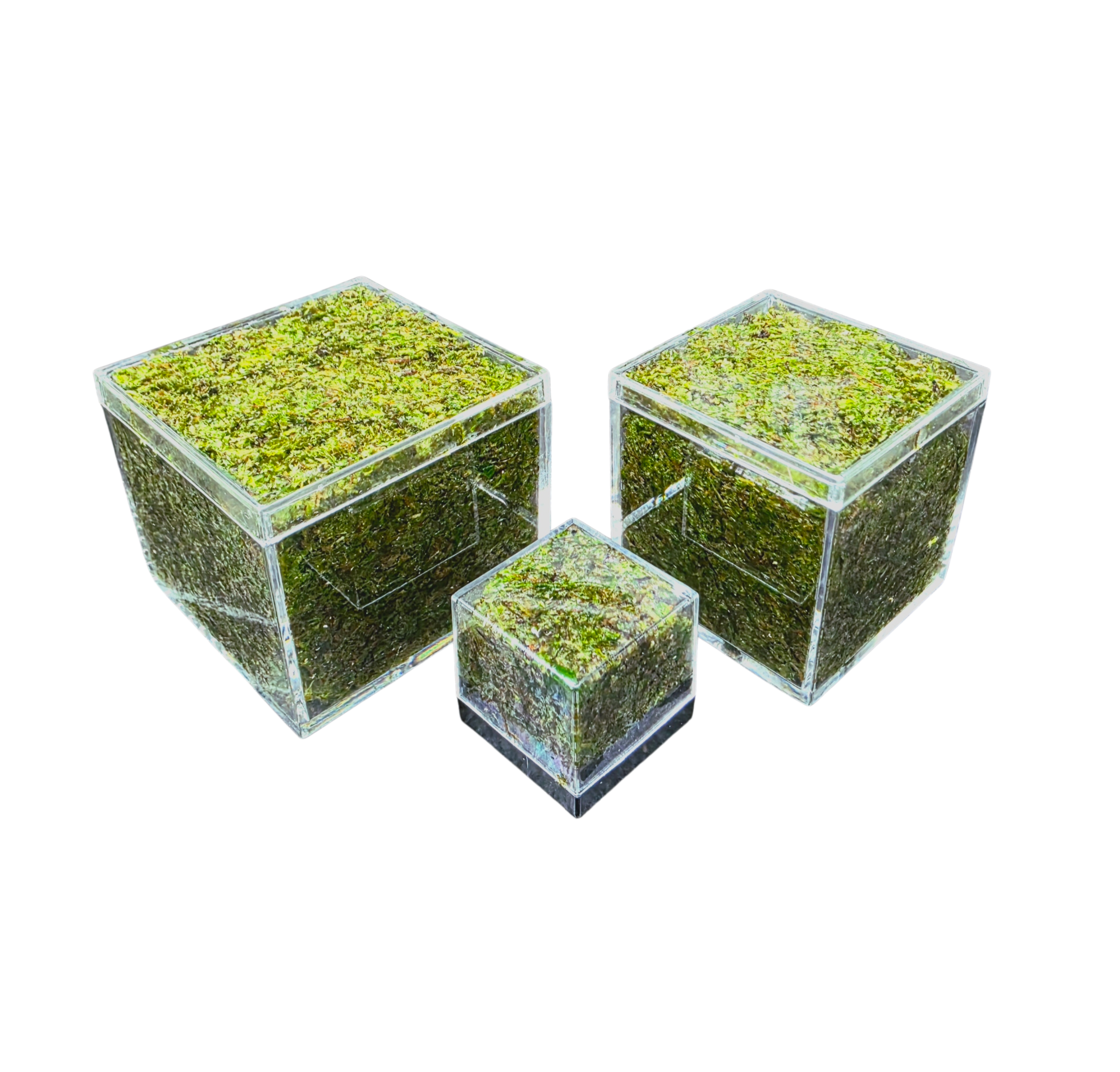 BryoBrick - Premium Compressed Moss Mix