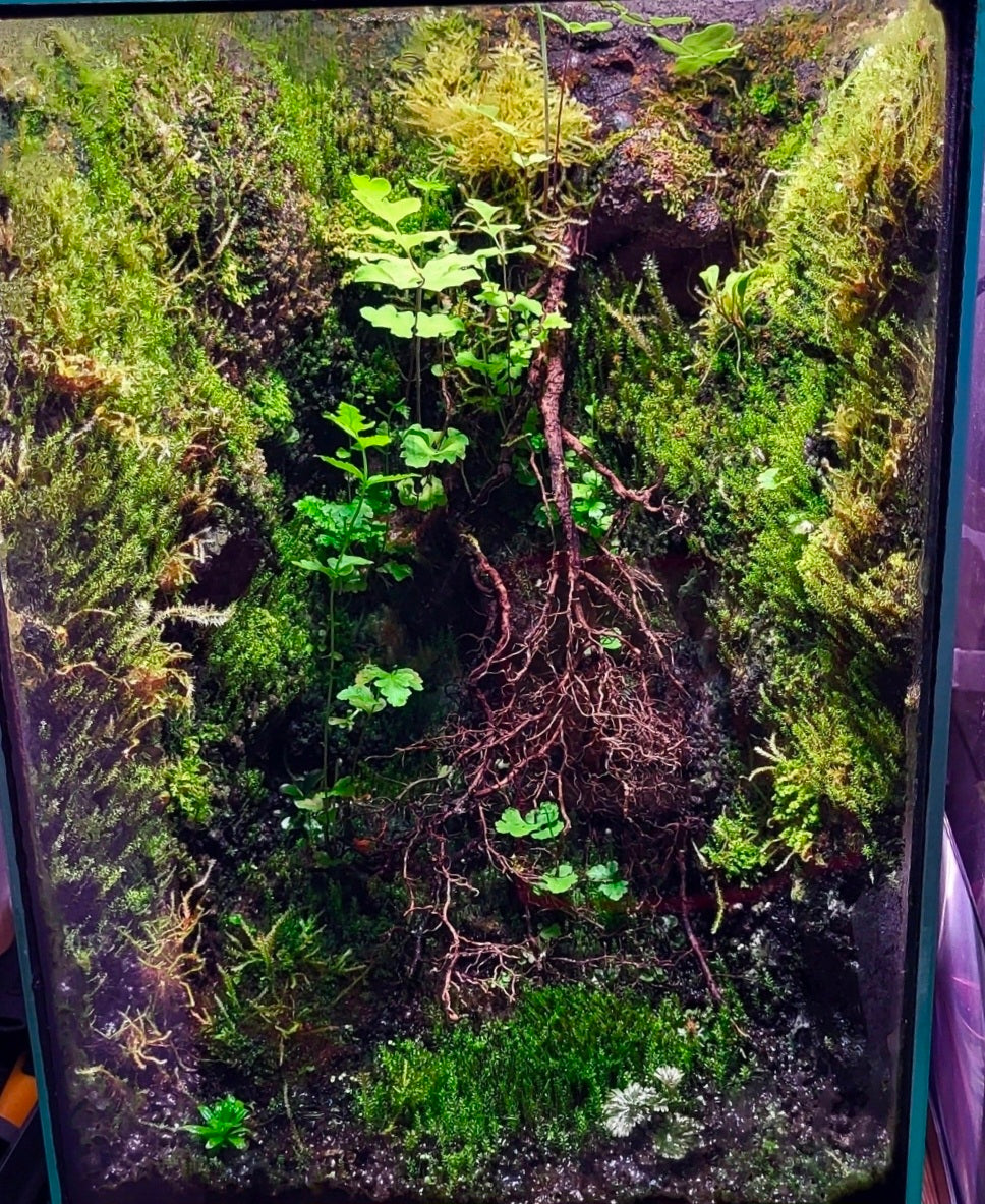 ShroomRoom MossMix - Tropical Moss Inoculant