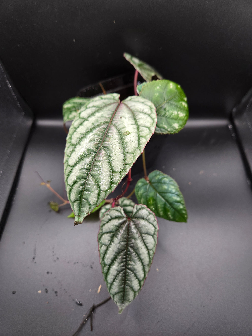 Cissus discolor