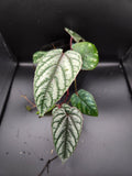 Cissus discolor