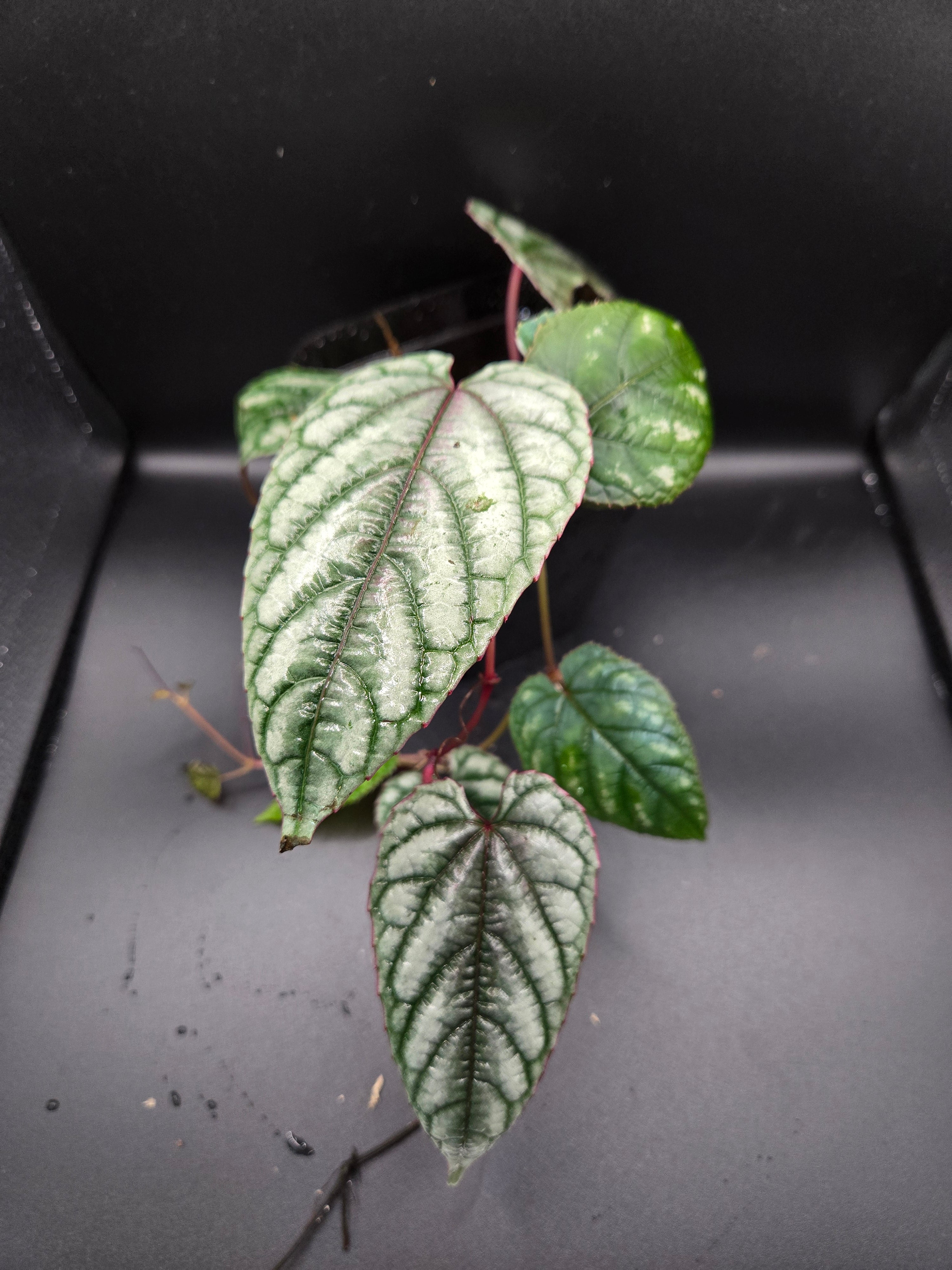 Cissus discolor
