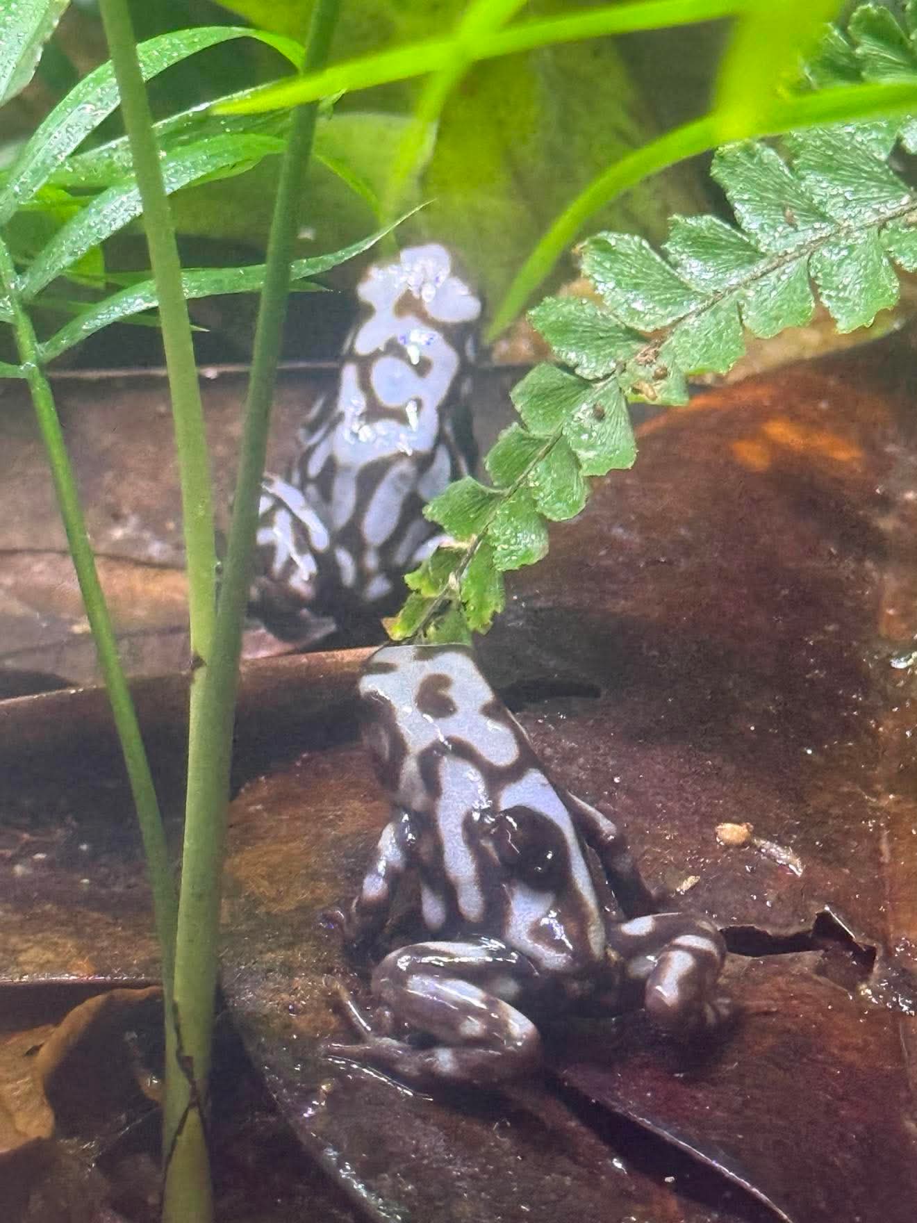 Dendrobates auratus "pena blanca"