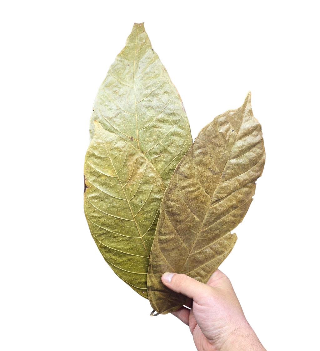 Tropical Leaf Litter - Cocoa Leaves