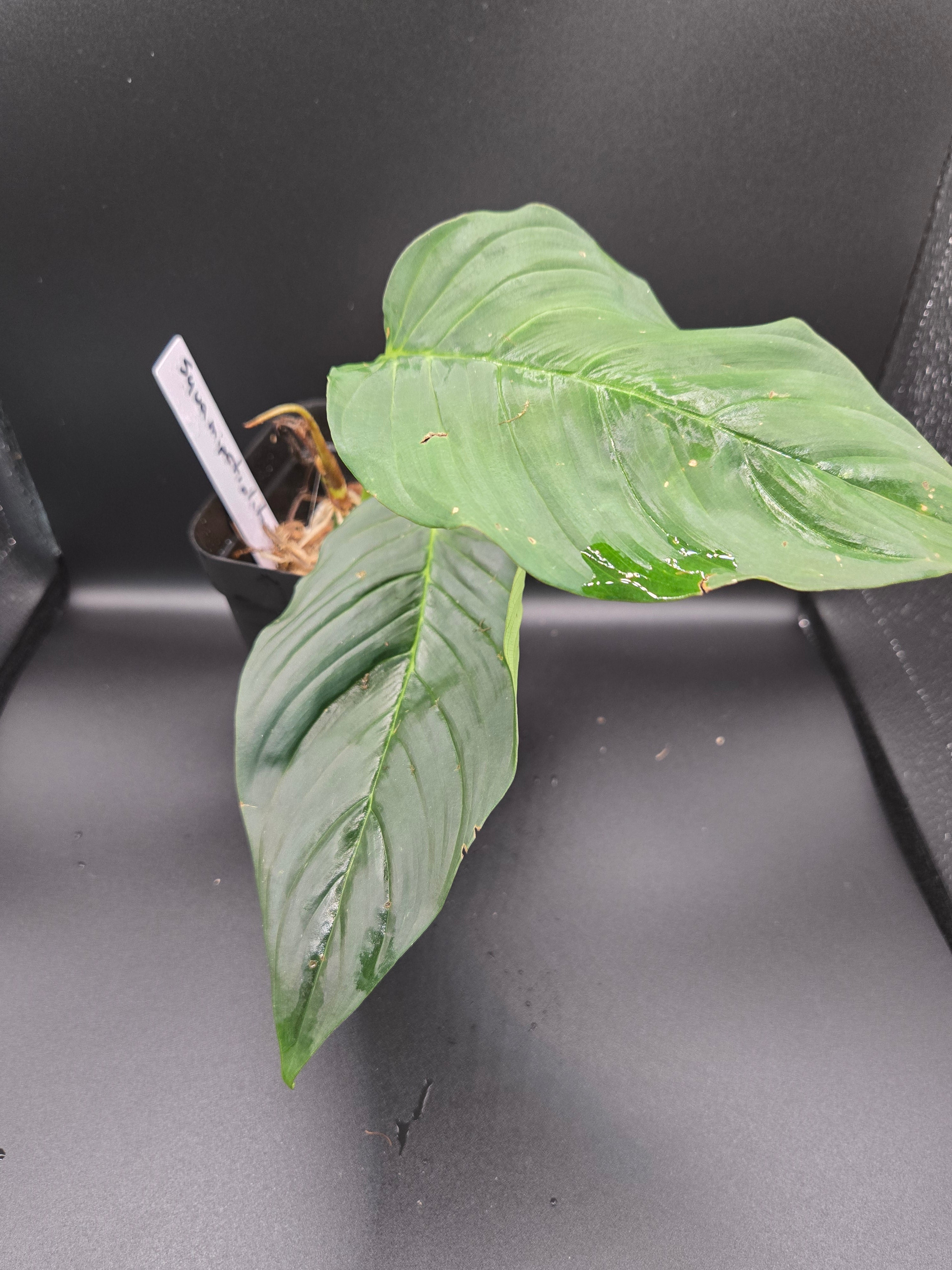 Philodendron squamipetiolatum