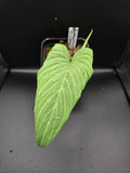 Philodendron lynnhannoniae 'Ecuagenera'