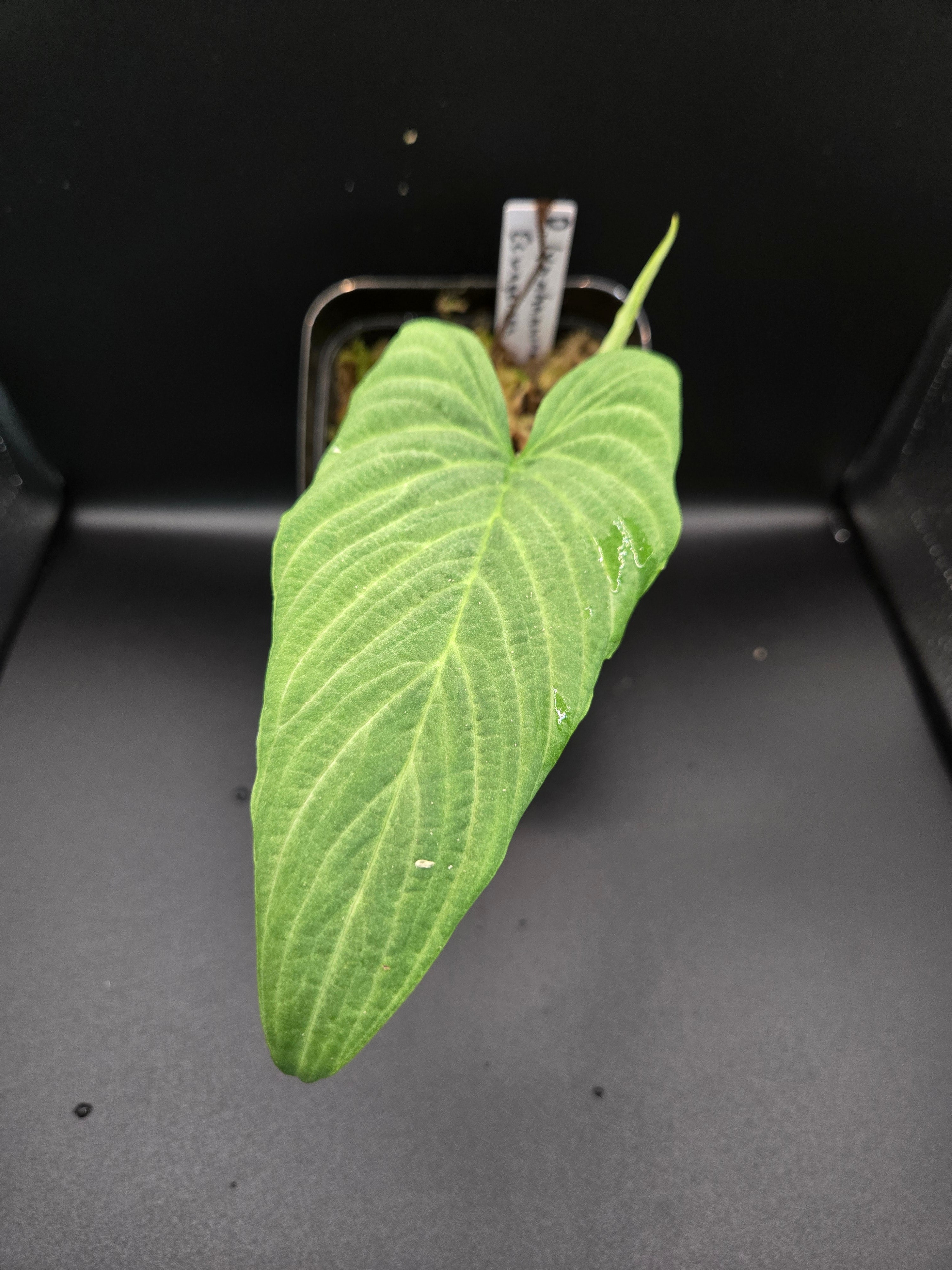 Philodendron lynnhannoniae 'Ecuagenera'