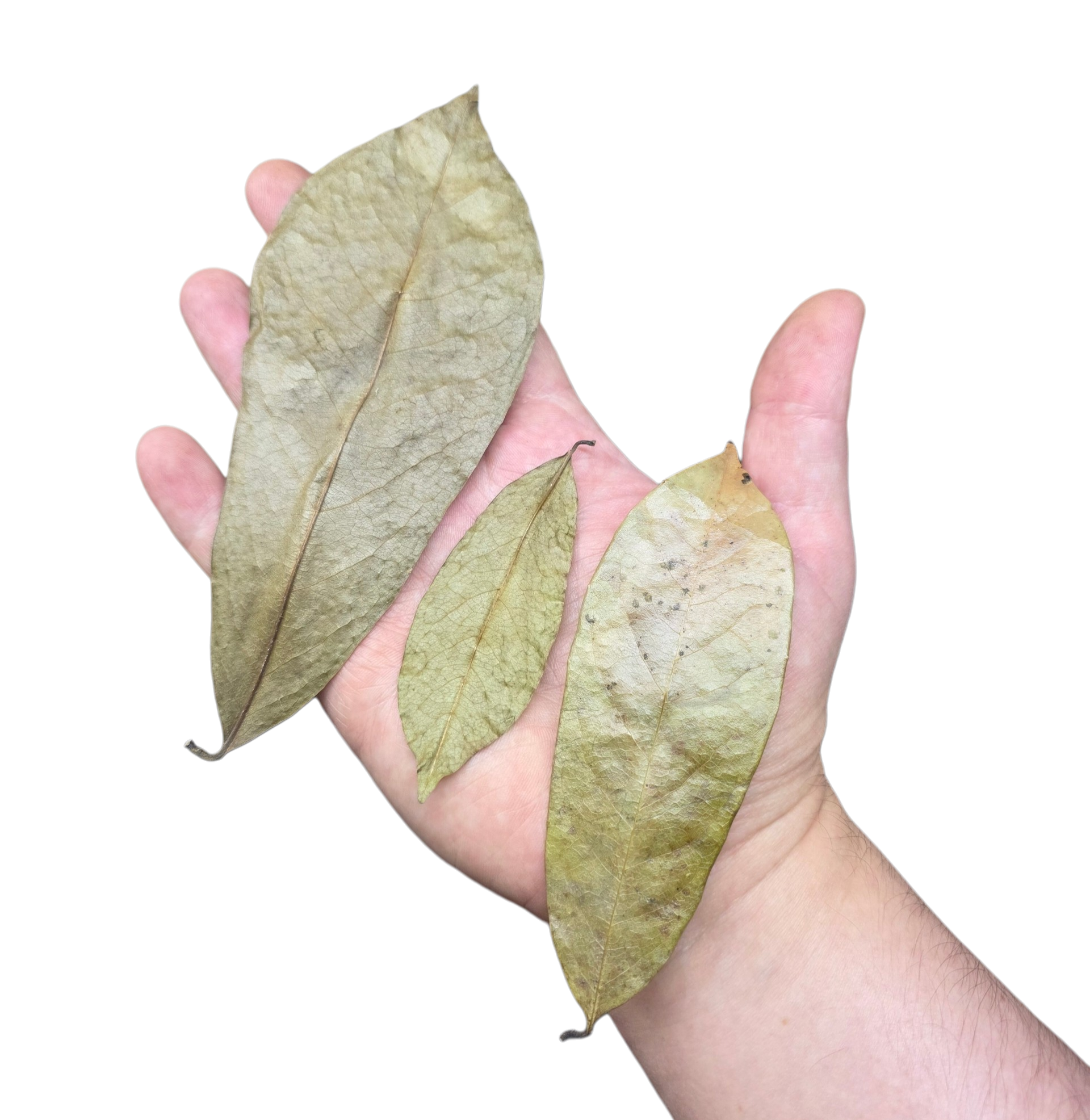 Tropical Leaf Litter - Soursop Leaves