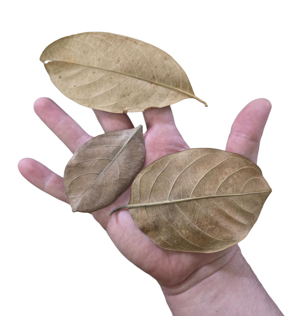 Tropical Leaf Litter - Jackfruit Leaves