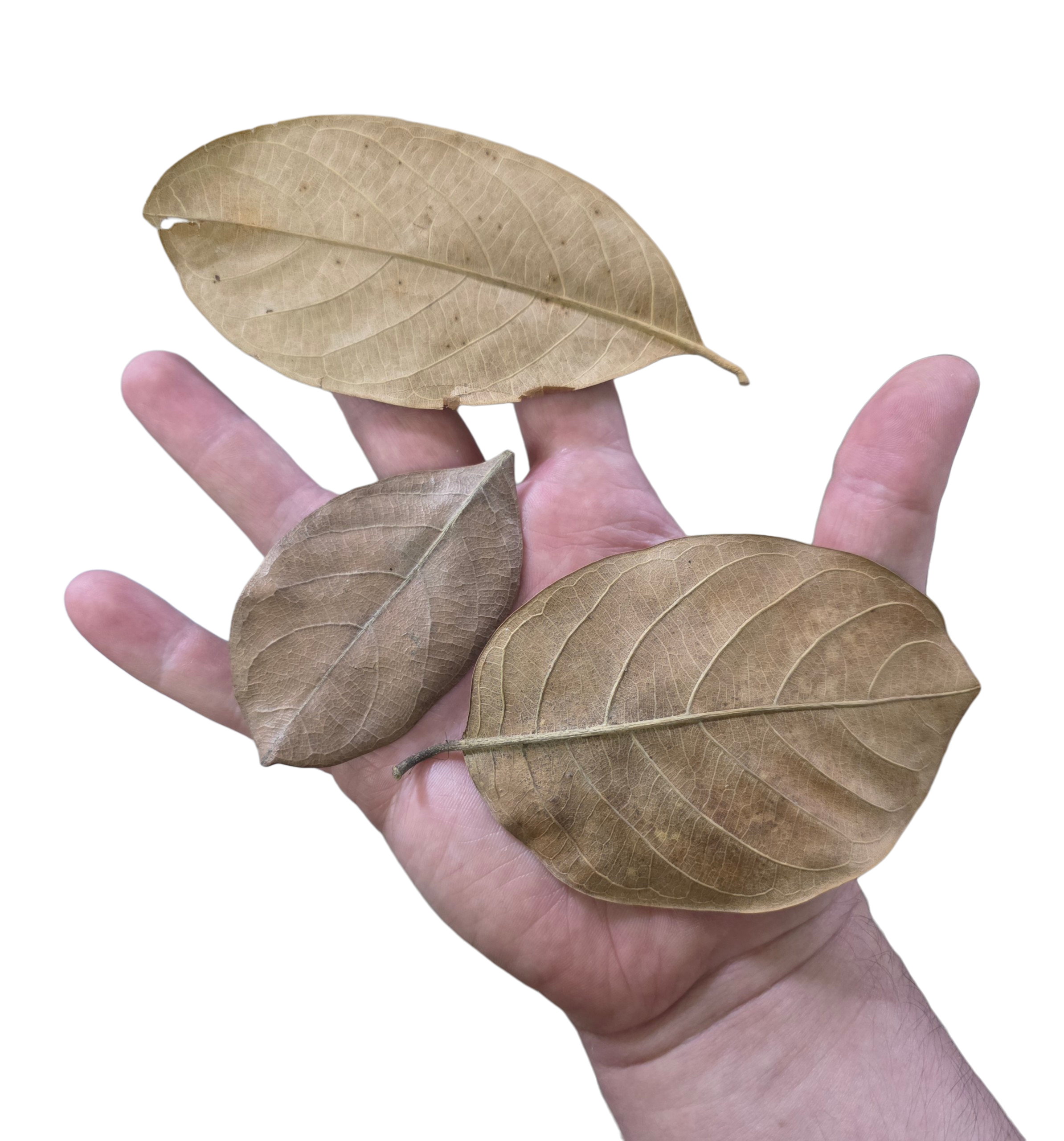 Tropical Leaf Litter - Jackfruit Leaves