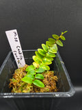Marcgravia sp. Cordillera Condor