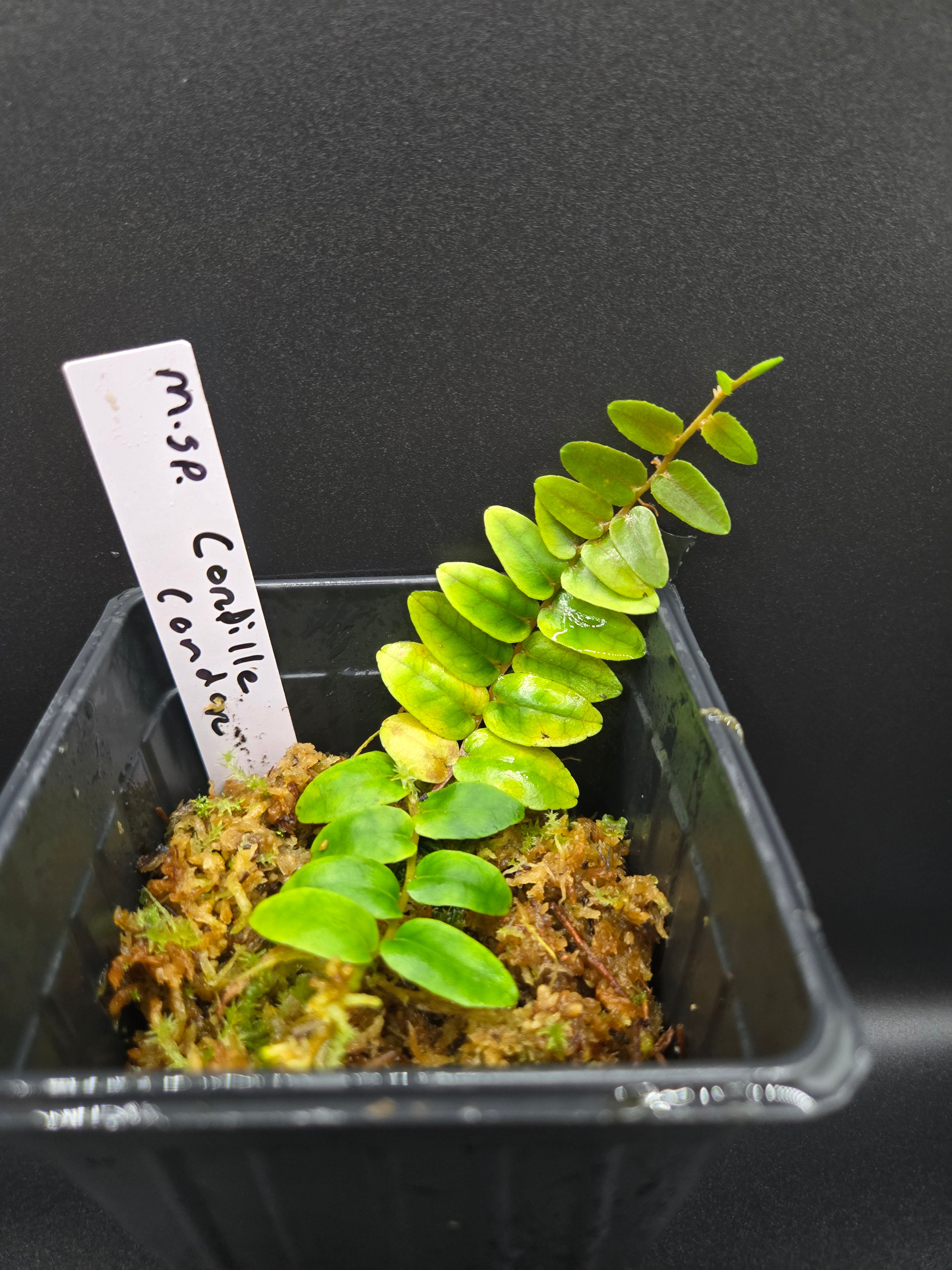 Marcgravia sp. Cordillera Condor