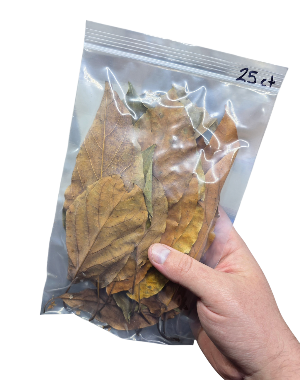 Tropical Leaf Litter - Avocado Leaves