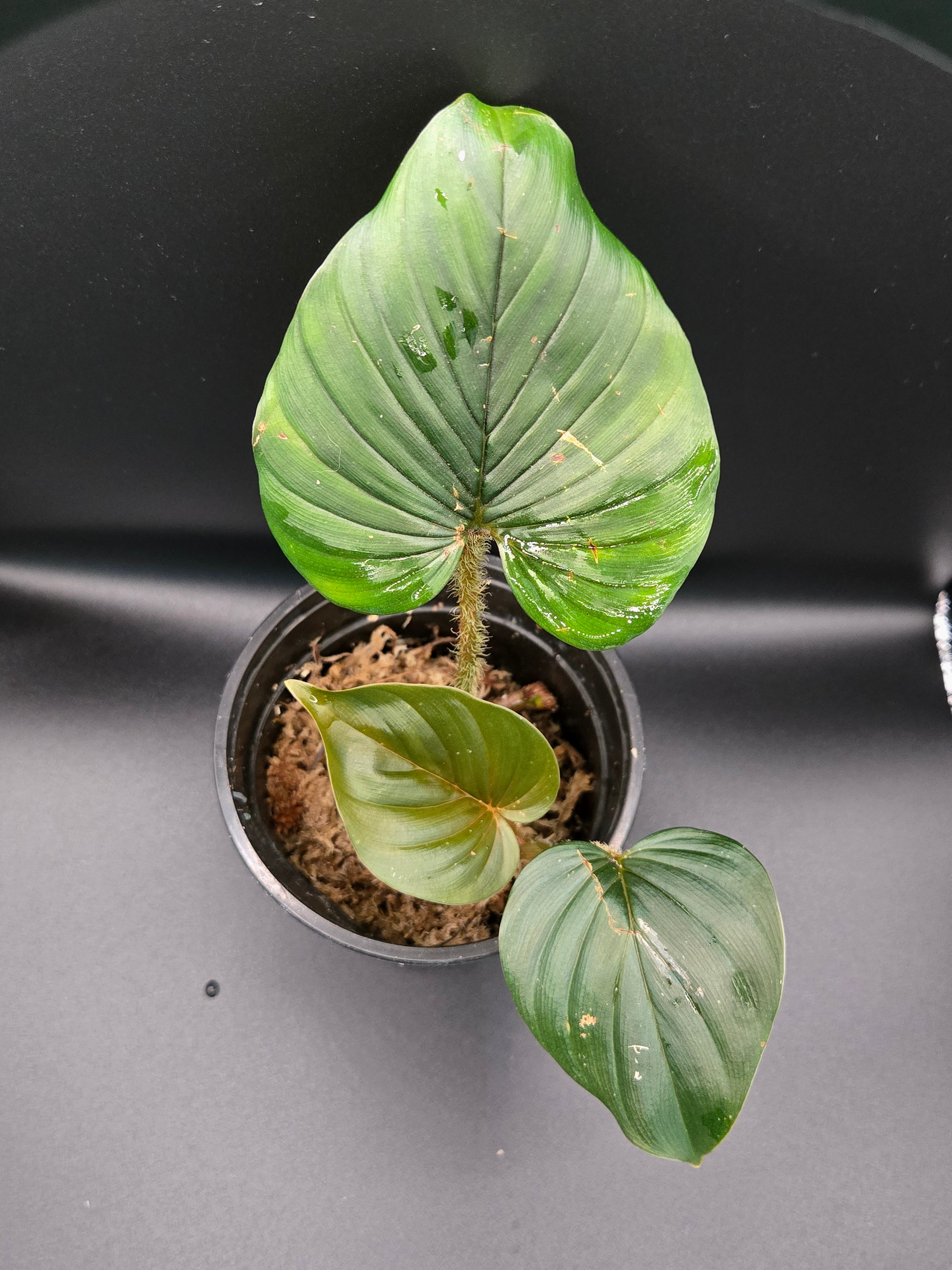 Philodendron serpens