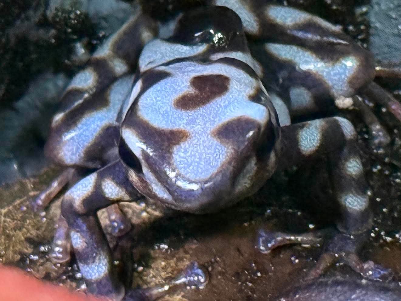 Dendrobates auratus "pena blanca"