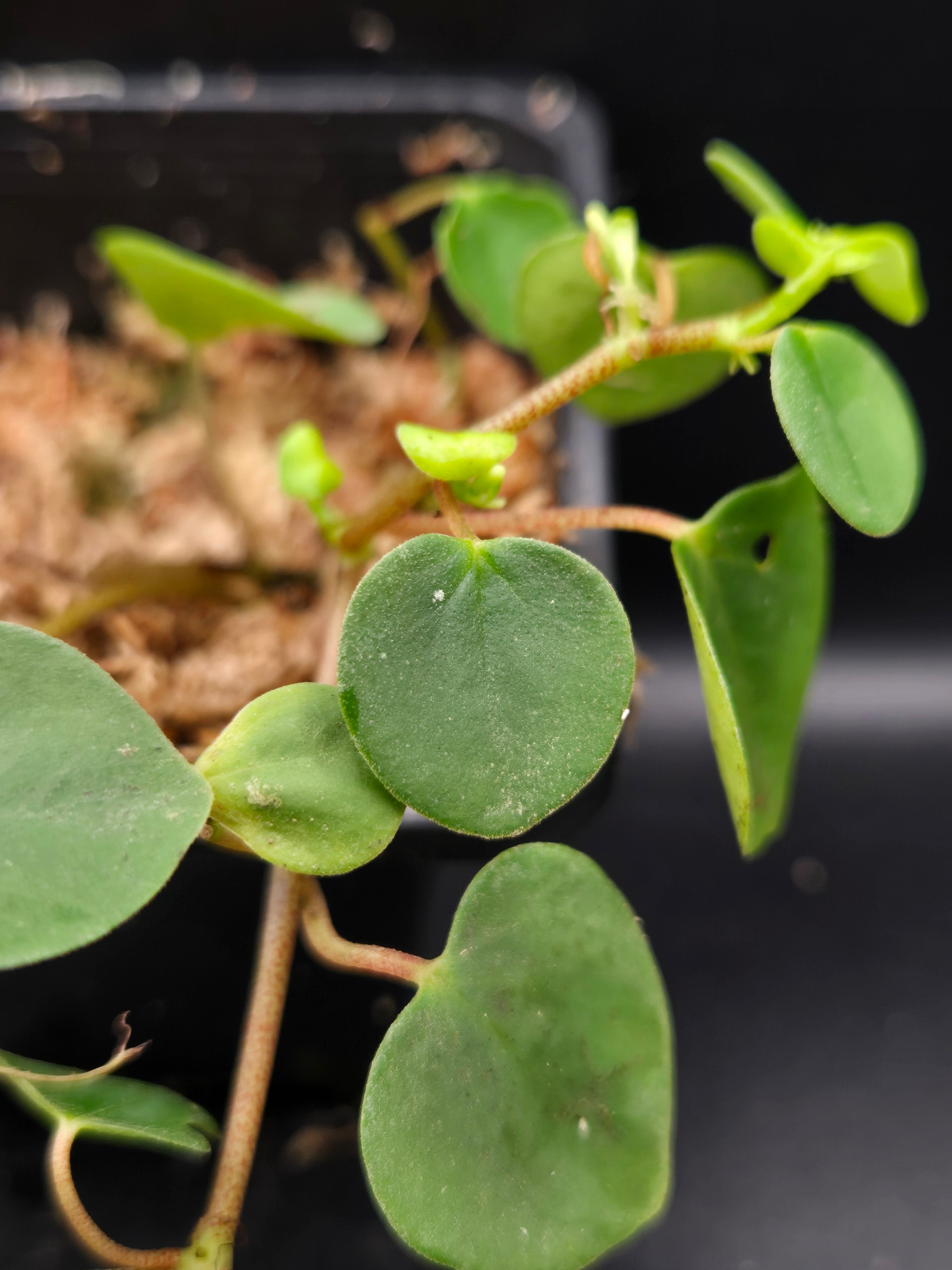 Peperomia sp orellana
