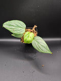 Philodendron "soidirini"