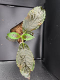 Nautilocalyx bullatus