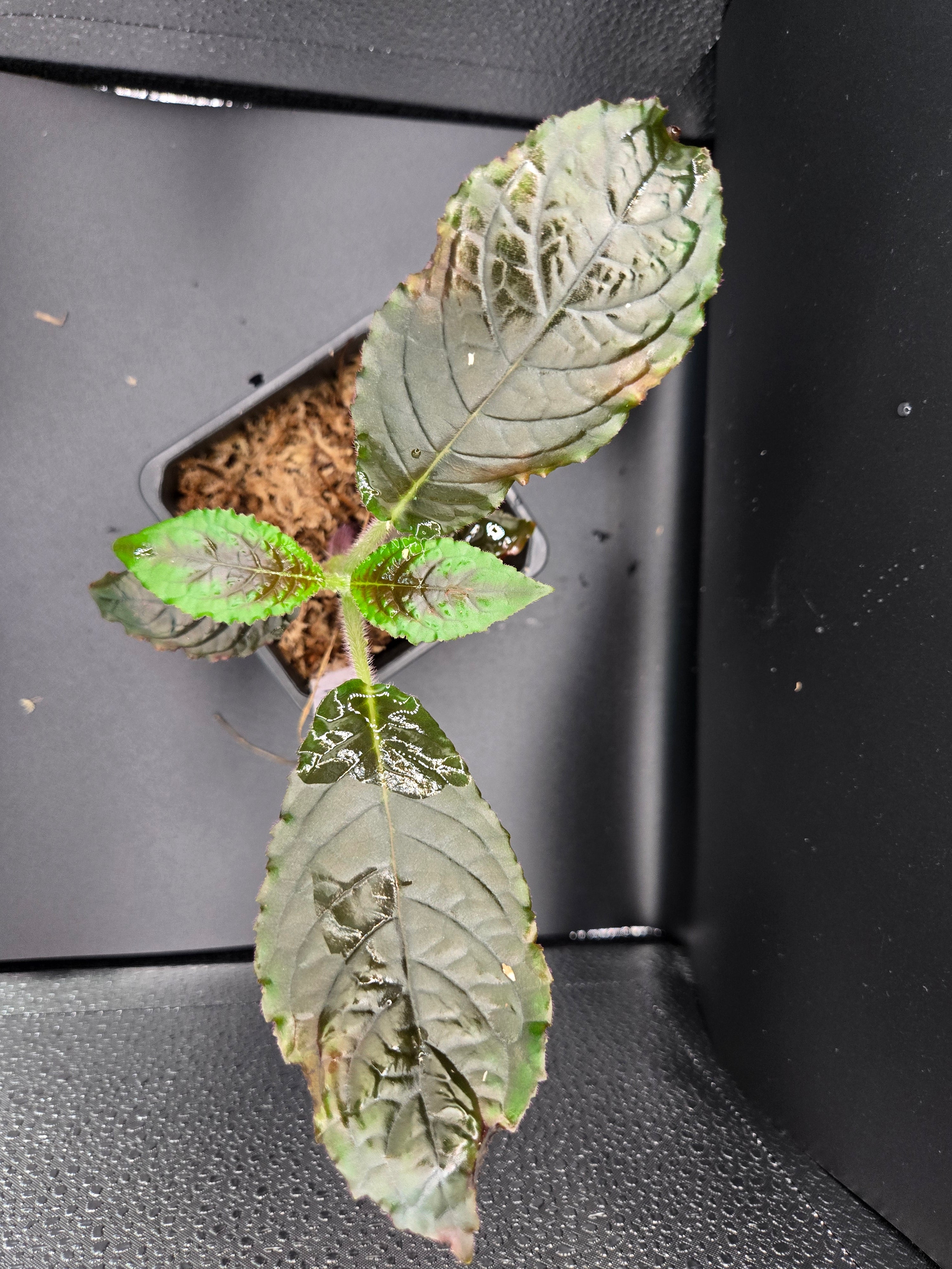 Nautilocalyx bullatus