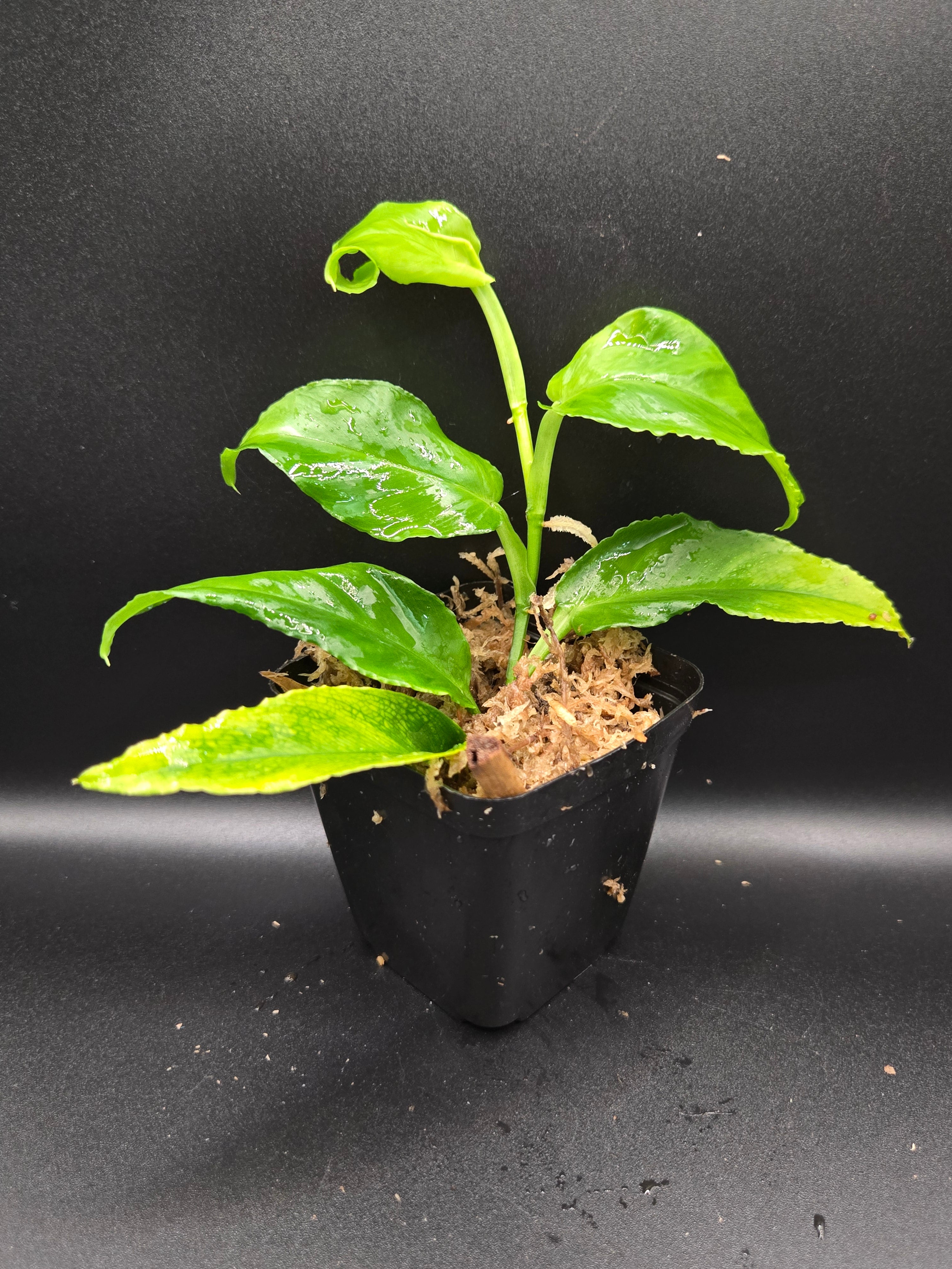 Philodendron sect. pteromischum "Costa Rica"