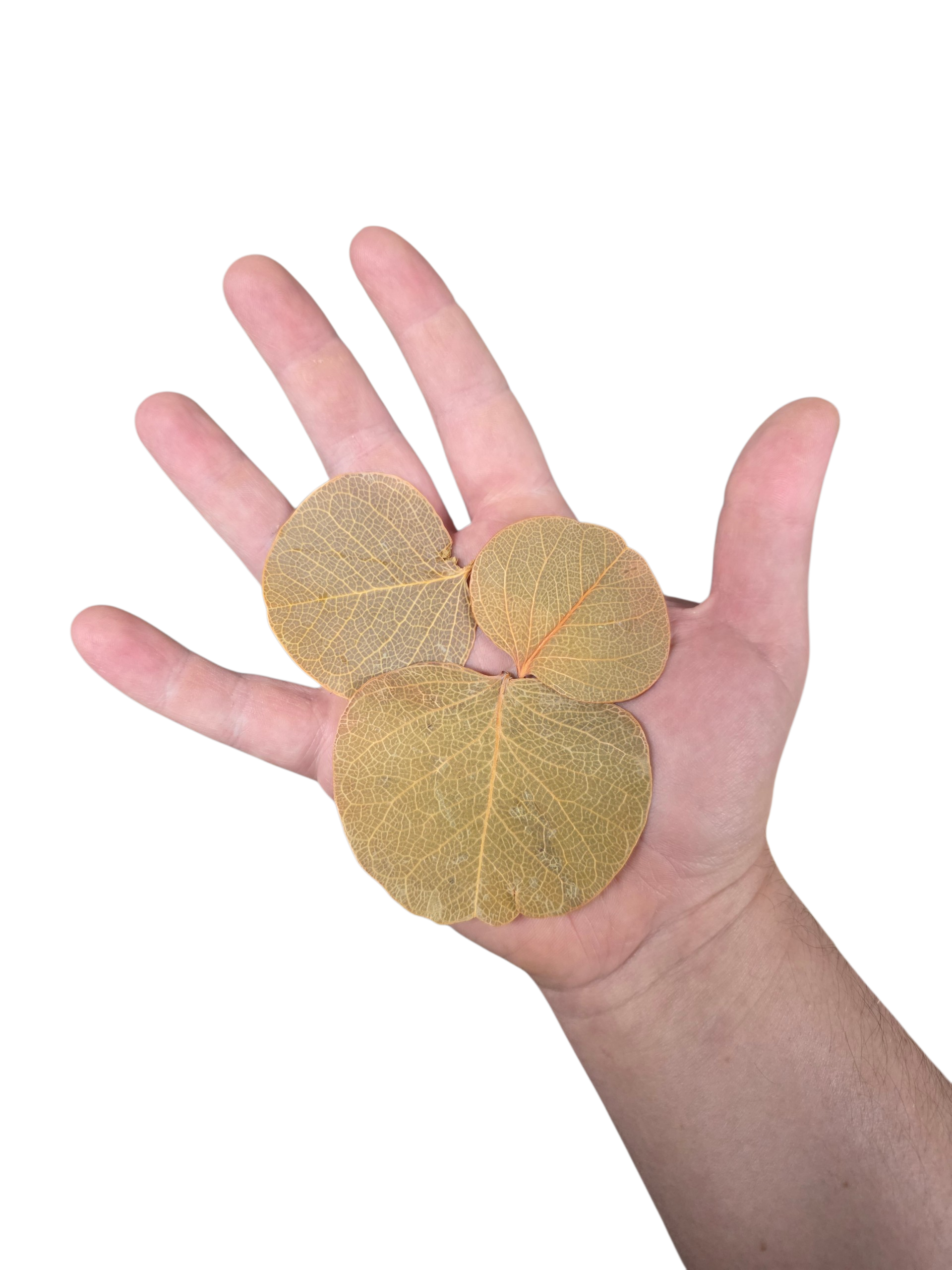 Tropical Leaf Litter - Moneta Leaves