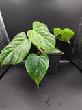 Philodendron majestic