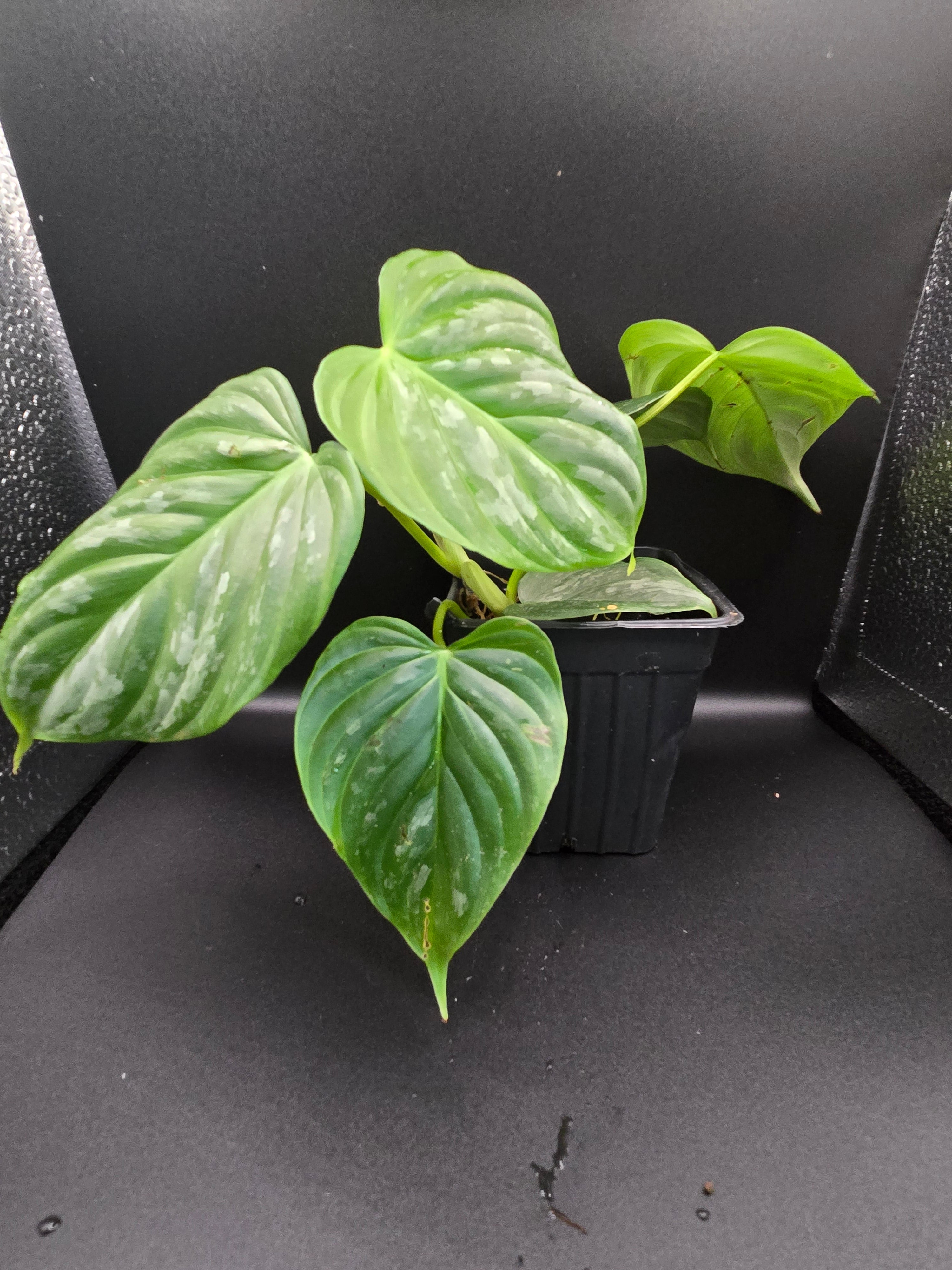 Philodendron majestic