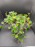 Peperomia sp orellana