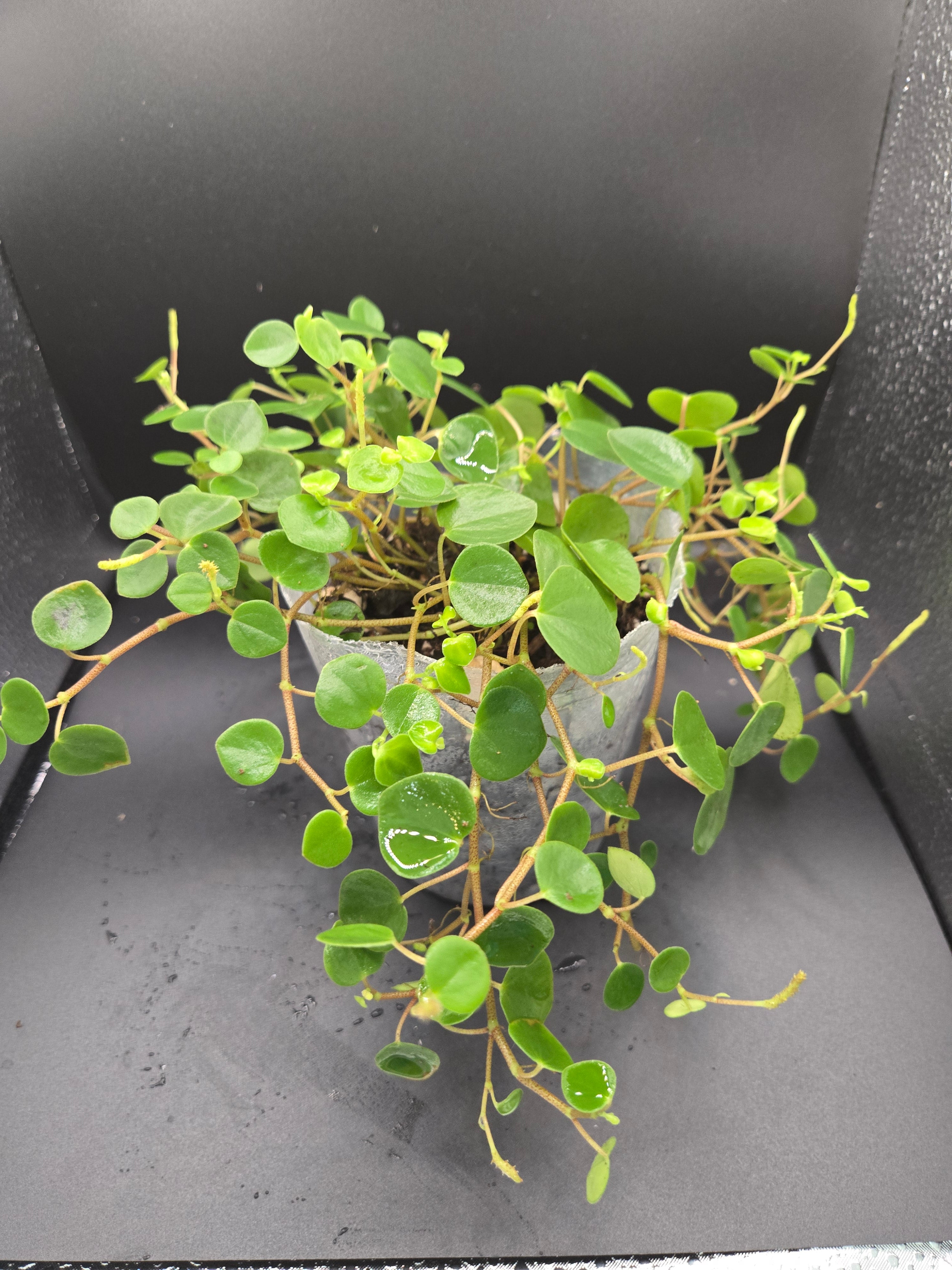 Peperomia sp orellana