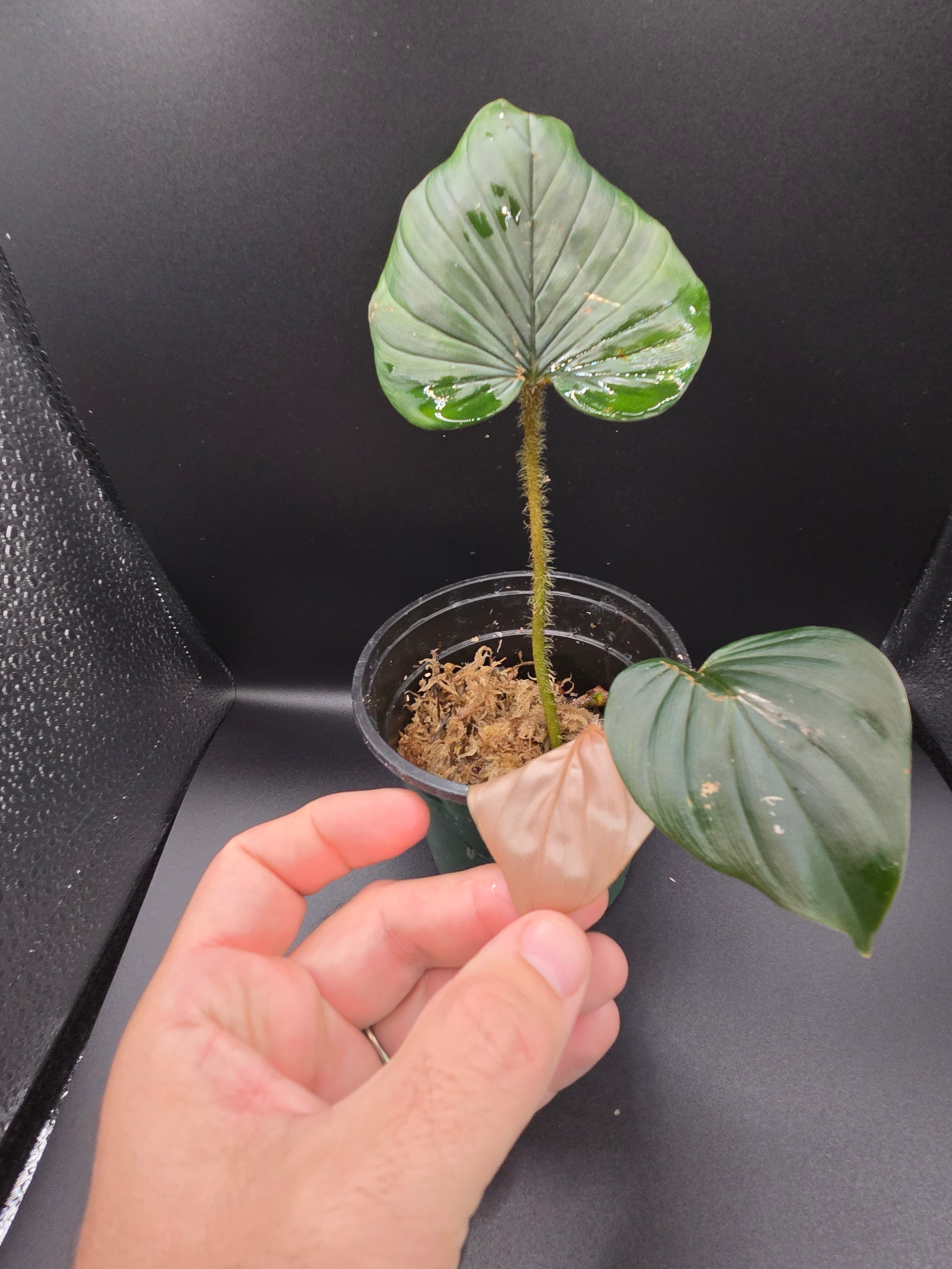 Philodendron serpens