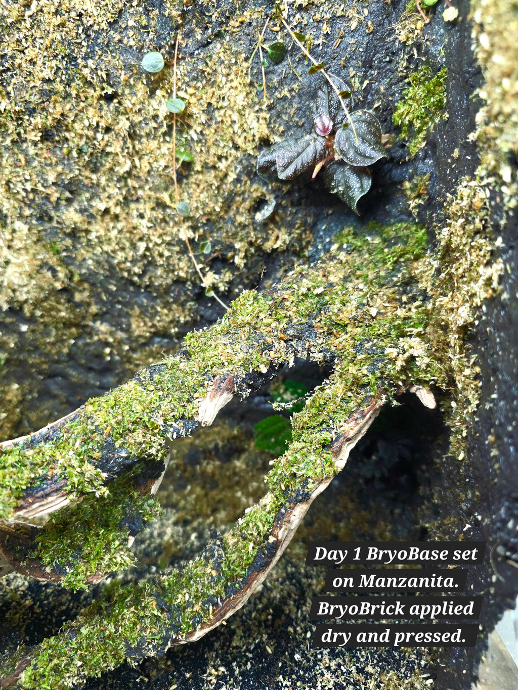 BryoBase - Moss Adhesion Layer