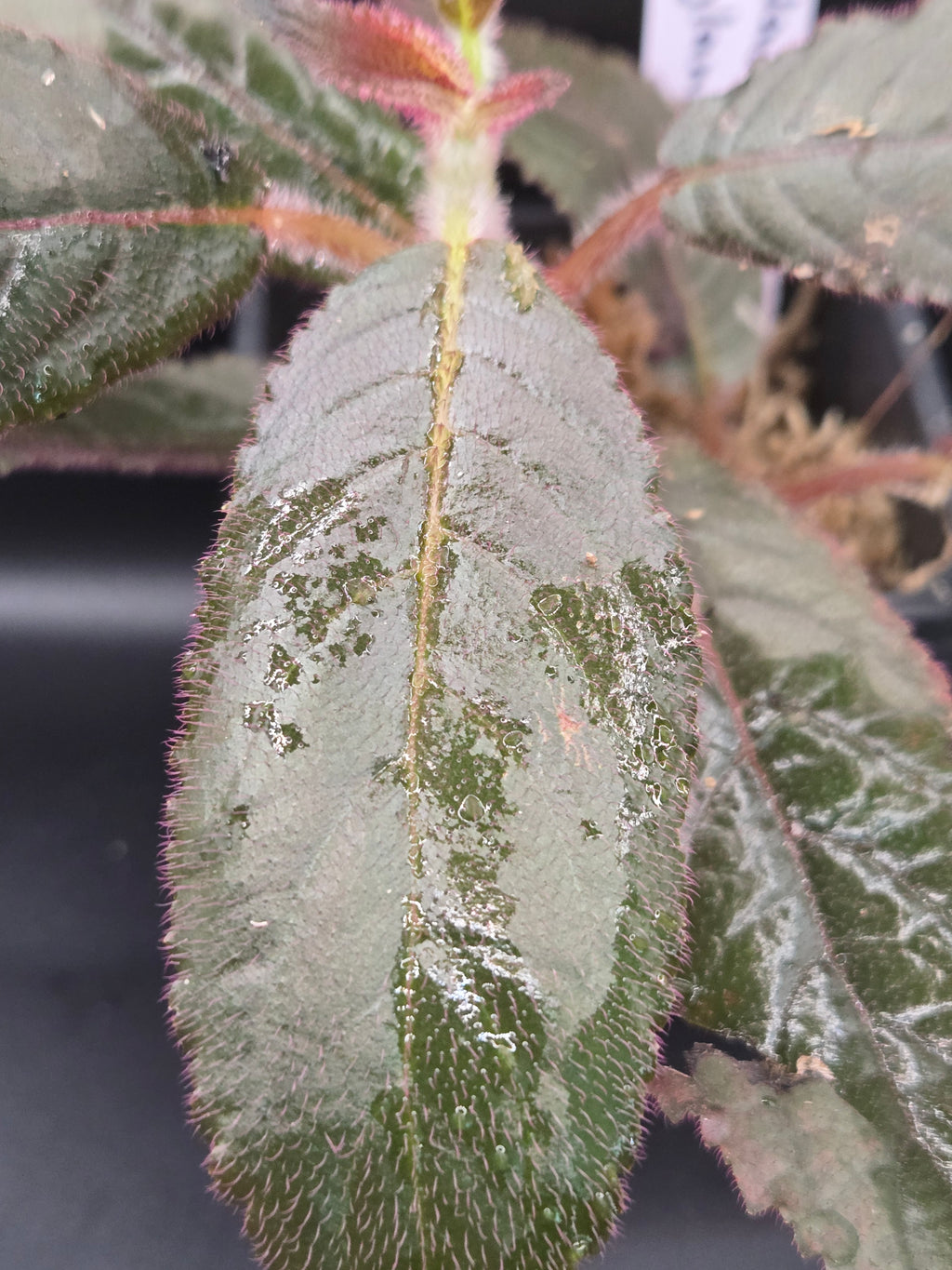 Nautilocalyx glandulifera