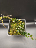 Marcgravia sp Peru round