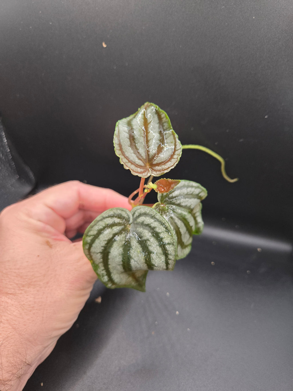 Peperomia turboensis