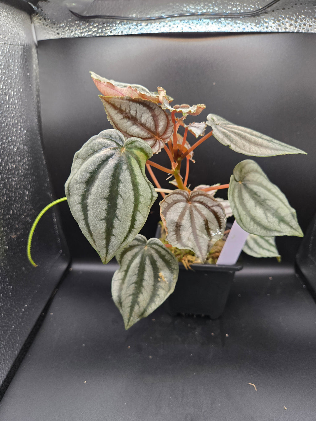 Peperomia turboensis