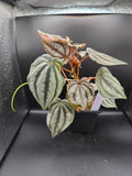 Peperomia turboensis