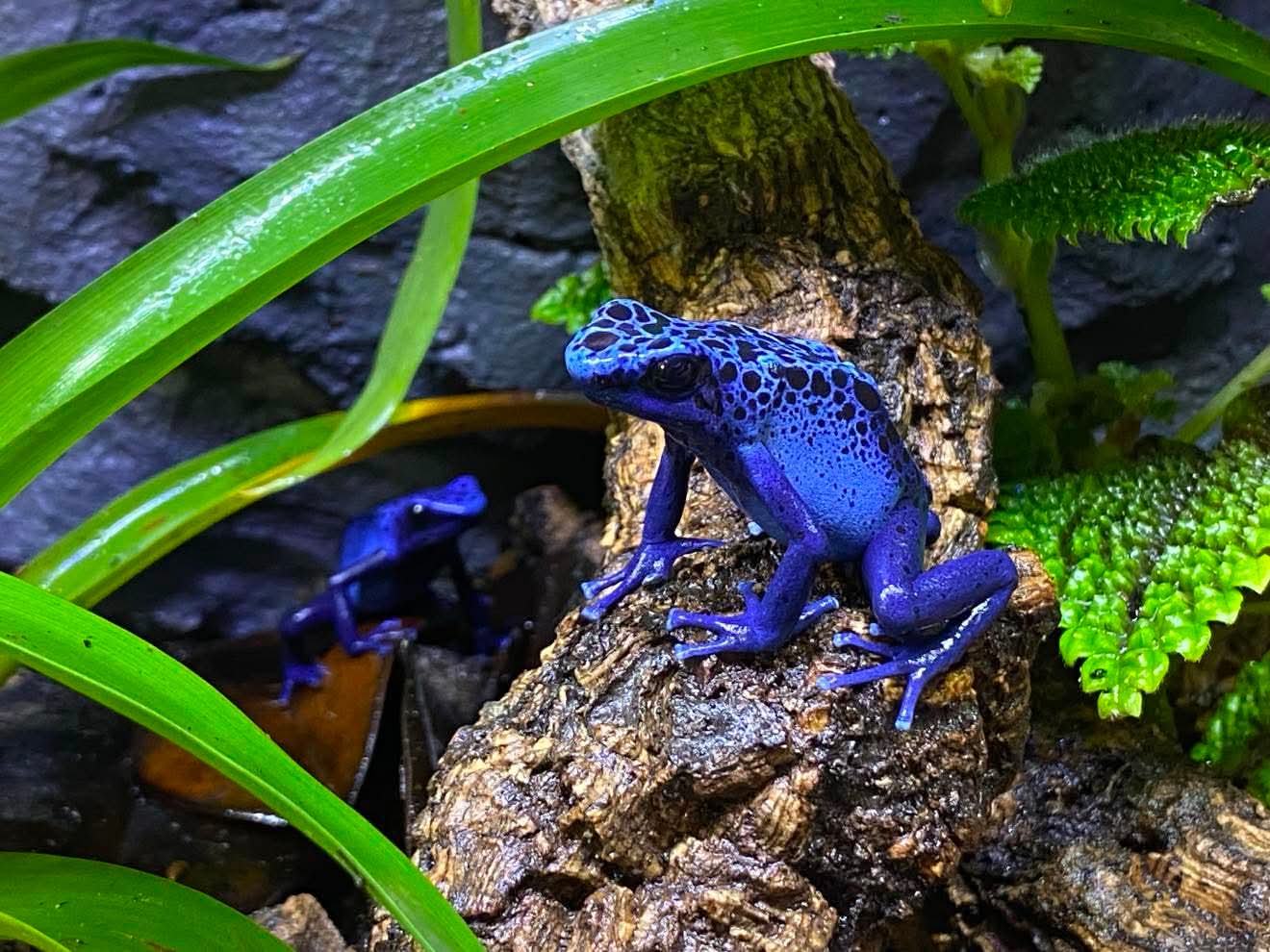 Dendrobates Tinctorius "azureus"