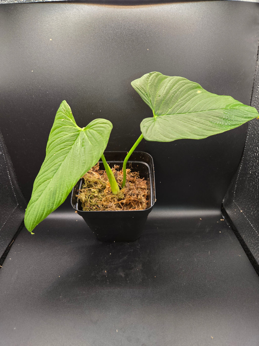 Philodendron corrugatum