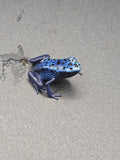 Dendrobates Tinctorius "azureus"