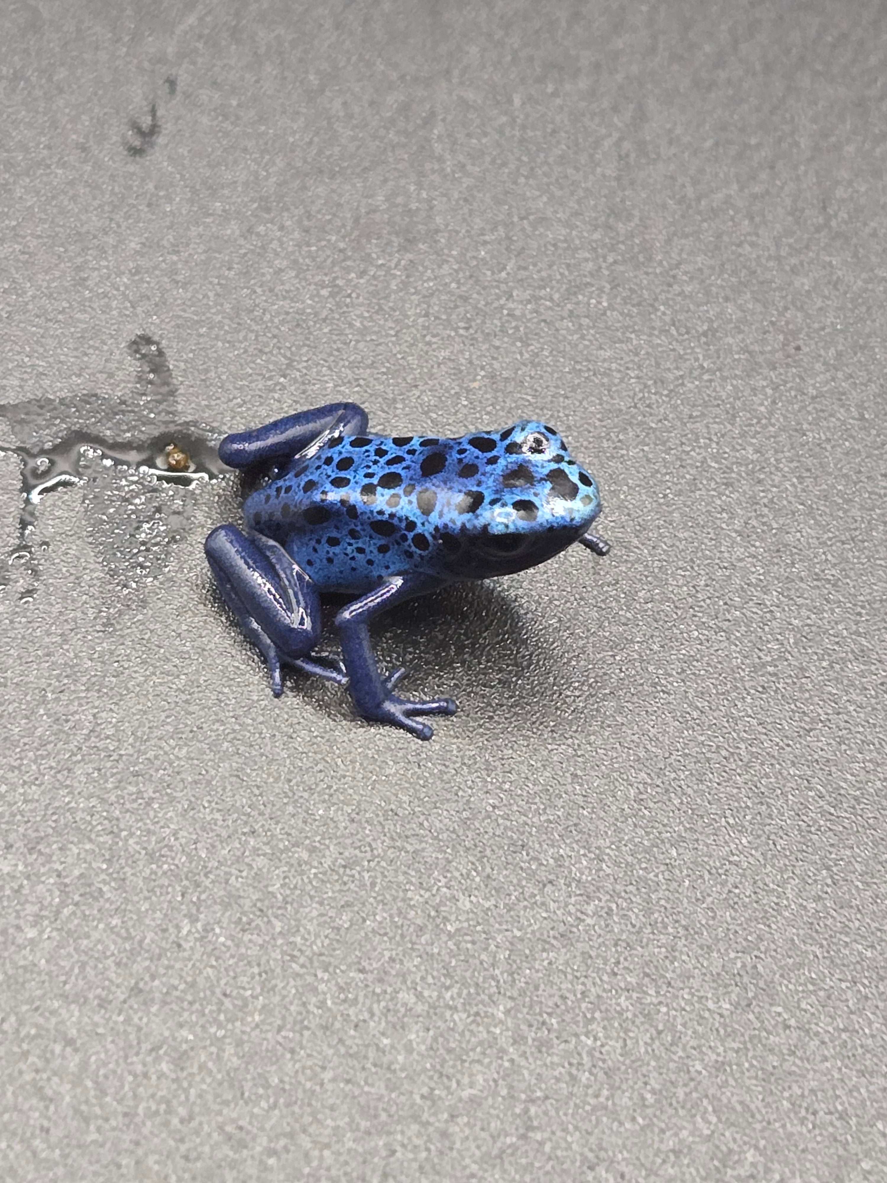Dendrobates Tinctorius "azureus"
