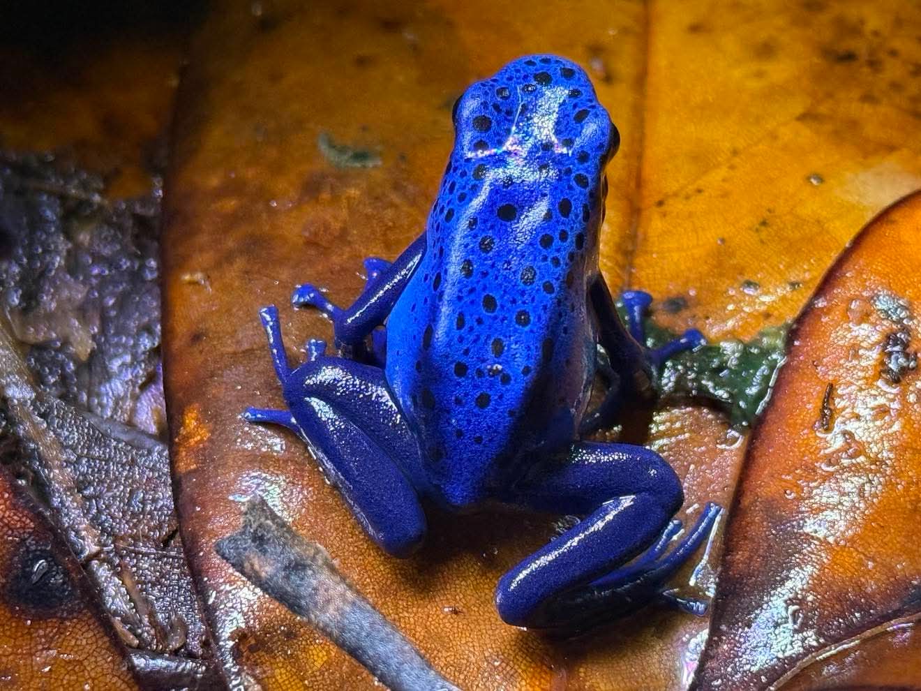 Dendrobates Tinctorius "azureus"
