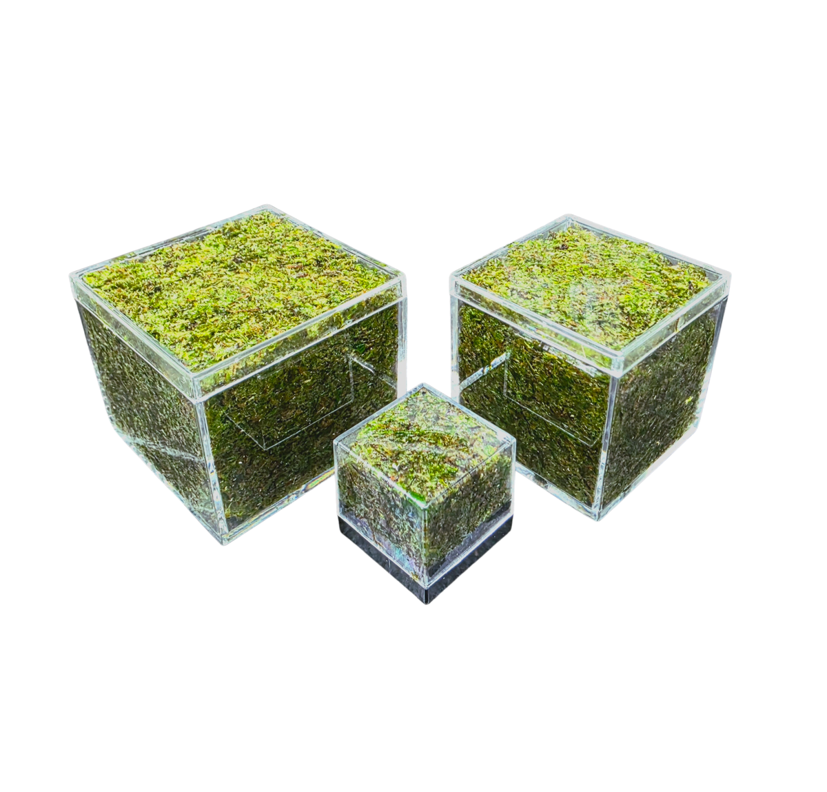 WHOLESALE - BryoBrick Premium Compressed Moss Mix