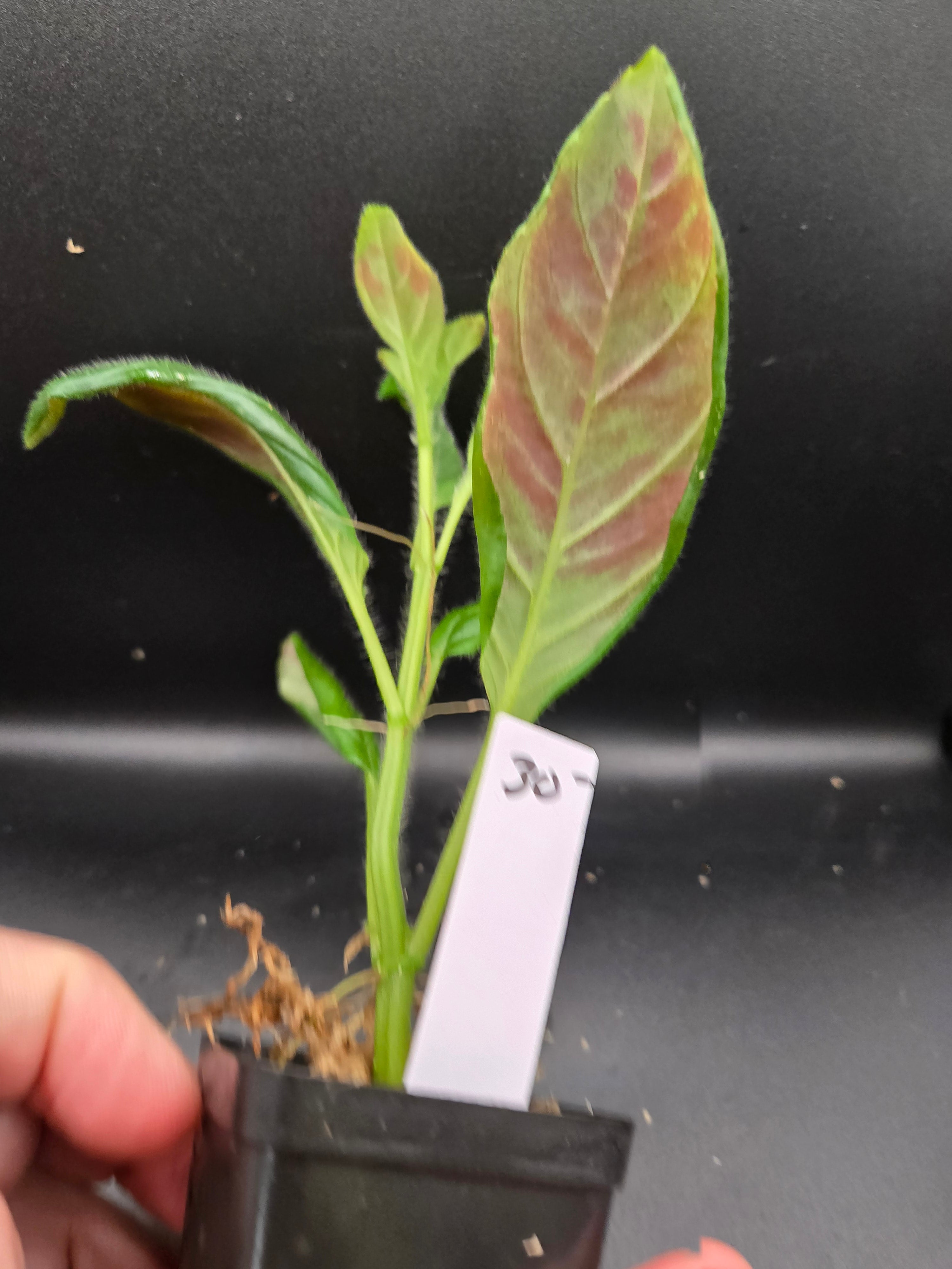 Columnea orientandina