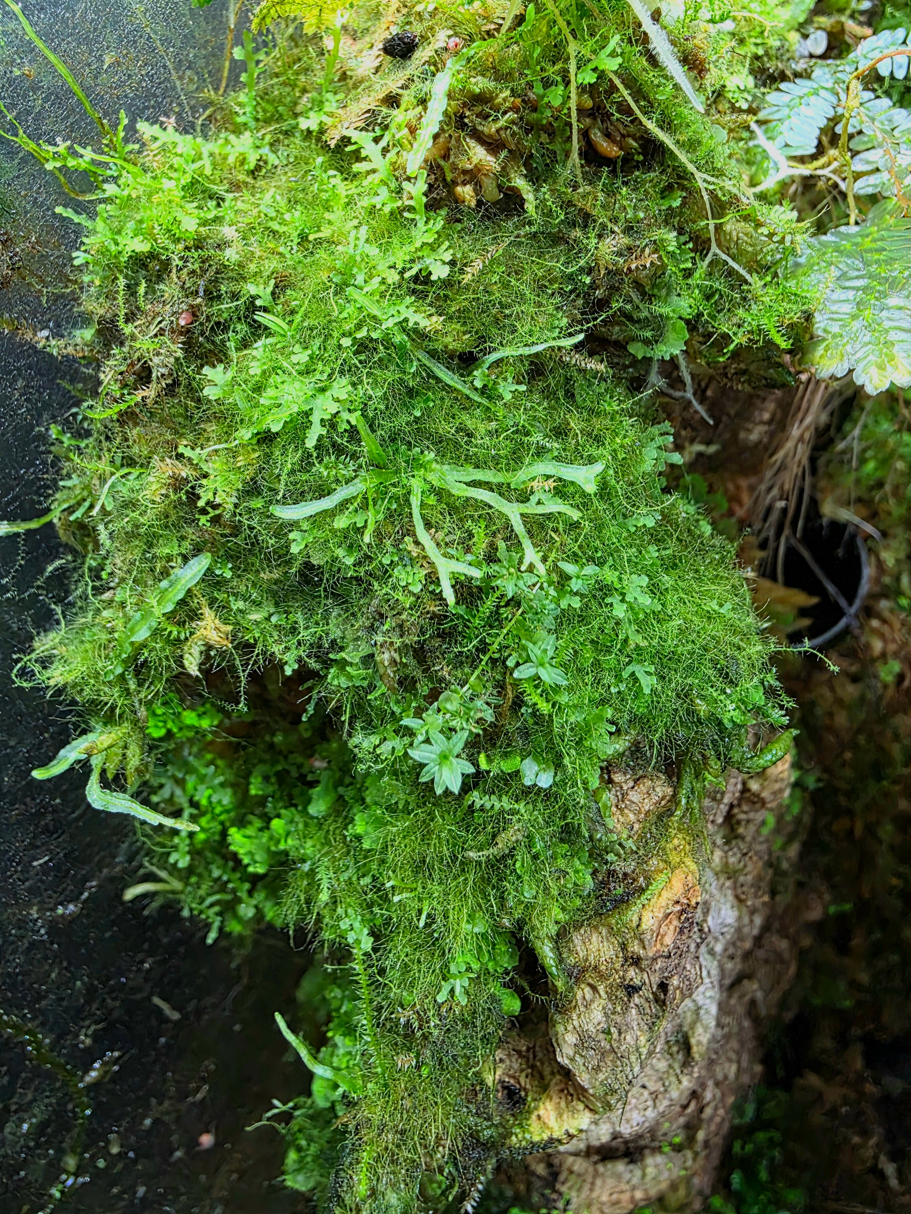 BryoBlend Premium Wet Moss Mix
